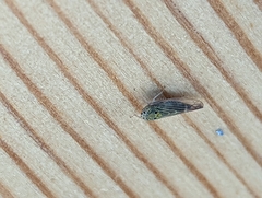 Colladonus geminatus