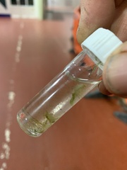 Gammarus insensibilis