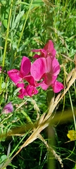 Lathyrus tuberosus