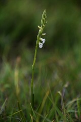 Spiranthes aestivalis