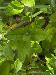 Solidago latissimifolia