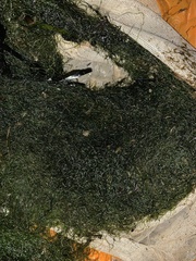 Gammarus insensibilis