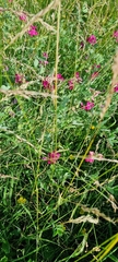Lathyrus tuberosus
