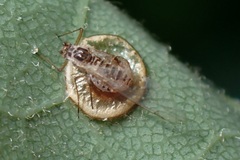 Aphididae