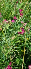 Lathyrus tuberosus