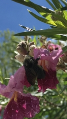 Bombus pensylvanicus