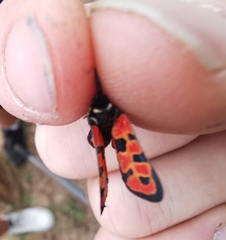 Zygaena hilaris