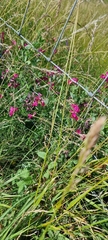 Lathyrus tuberosus