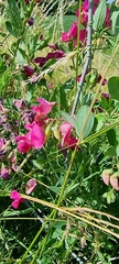 Lathyrus tuberosus