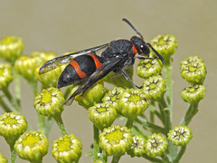 Ancistrocerus haematodes