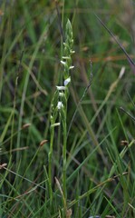 Spiranthes aestivalis