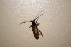 Eburia