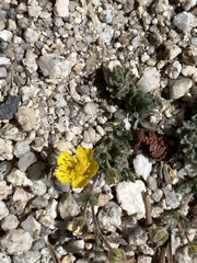 Potentilla breweri