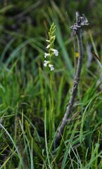 Spiranthes aestivalis