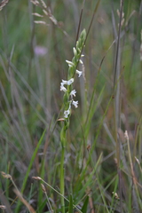 Spiranthes aestivalis