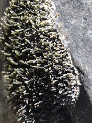 Ahnfeltiopsis concinna