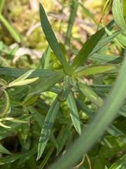 Liatris novae-angliae