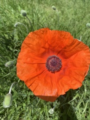 Papaver × pseudo-orientale