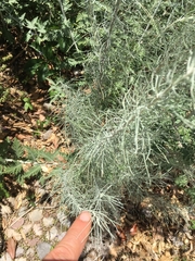 Artemisia filifolia