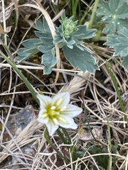 Gagea serotina