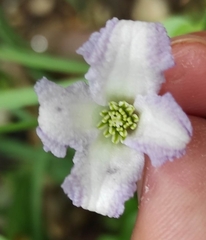 Clematis campaniflora