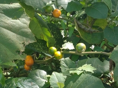 Solanum sessiliflorum