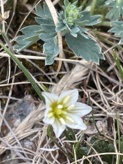 Gagea serotina