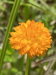 Polygala lutea
