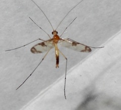 Macrocerinae