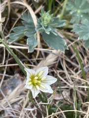 Gagea serotina