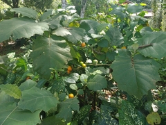 Solanum sessiliflorum