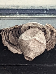Dolichovespula arenaria