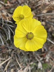Ranunculus adoneus