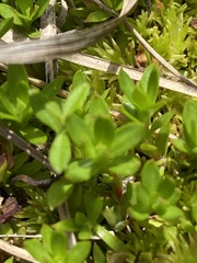 Pyxidanthera barbulata