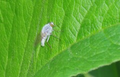 Pandivirilia albifrons