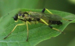 Xylomya terminalis