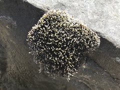 Ahnfeltiopsis concinna