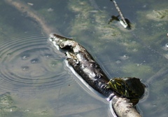 Trachemys scripta scripta