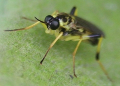 Xylomya terminalis