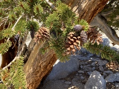 Pinus balfouriana
