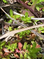 Pyxidanthera barbulata