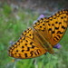 Argynnis - Photo (c) boromir, some rights reserved (CC BY-NC), uploaded by boromir