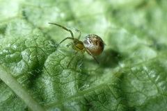 Paidiscura pallens