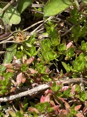 Pyxidanthera barbulata