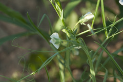 Lathyrus sativus