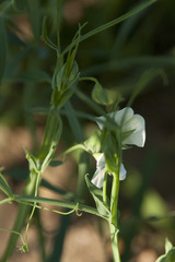 Lathyrus sativus
