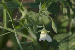 Lathyrus sativus