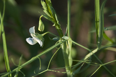 Lathyrus sativus