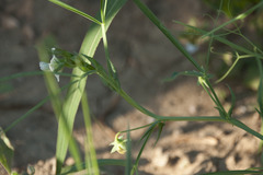 Lathyrus sativus