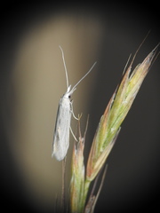 Coleophorinae